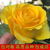 Scottish butter rose rose seedlings extra-large cut flower potted four-season shrubs courtyard balcony flower plants