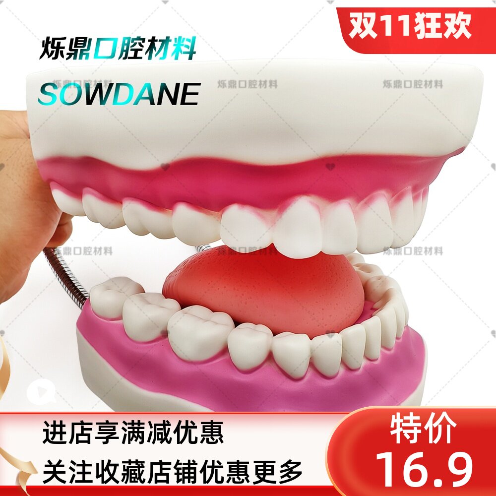 牙科模型口腔保健教学讲解沟通6倍牙模儿童幼儿园练习刷牙齿模型