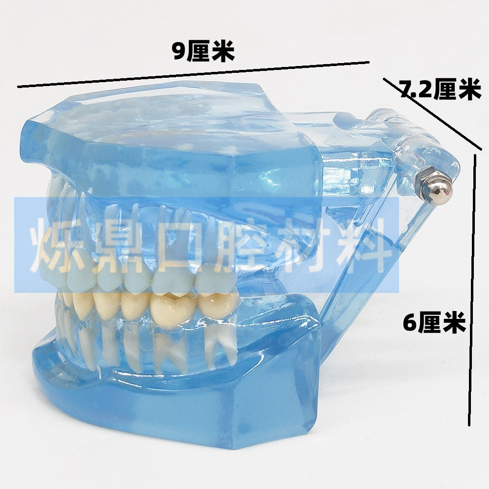 牙科牙模型透明28颗牙标准透明牙模沟通教学讲解展示模型齿科1：1