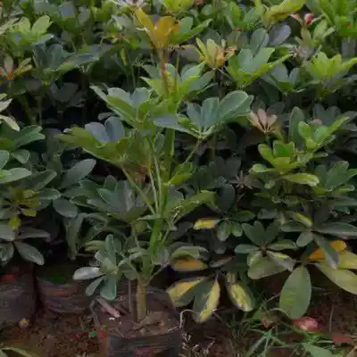 Duck foot wood Fortune tree potted office plants purify the air four seasons evergreen formaldehyde-absorbing desktop small green plants