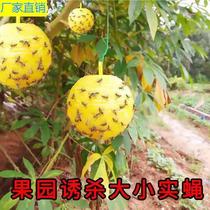 Fly ball Ball Citrus Large Real Fly Melon Fruit Fly Trap to kill Drosophila Sticky Insect ball plate Trapping Cocet Seduction