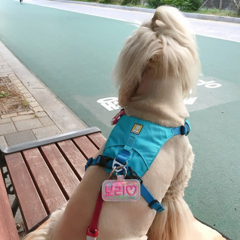 South Korea authorized bsipeu pet supplies custom pooch kitty names Phone anti-throw designer dog cards cat cards 