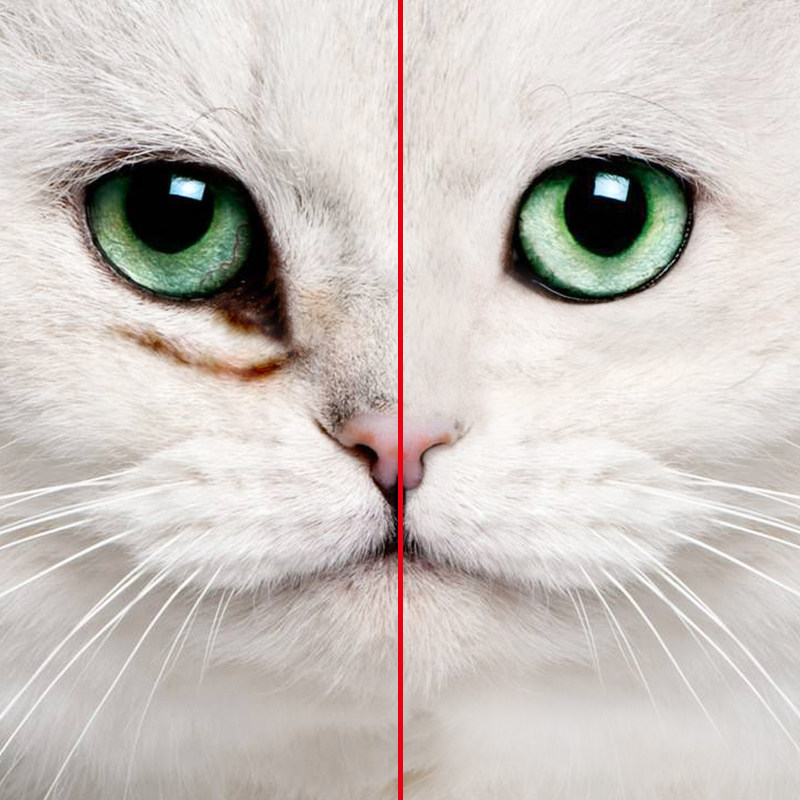 Kittens eye drops bacteriostatic to tears, tears glandular eye shit wash eye drops than bear dogs go to tear drop eye drops non-potion