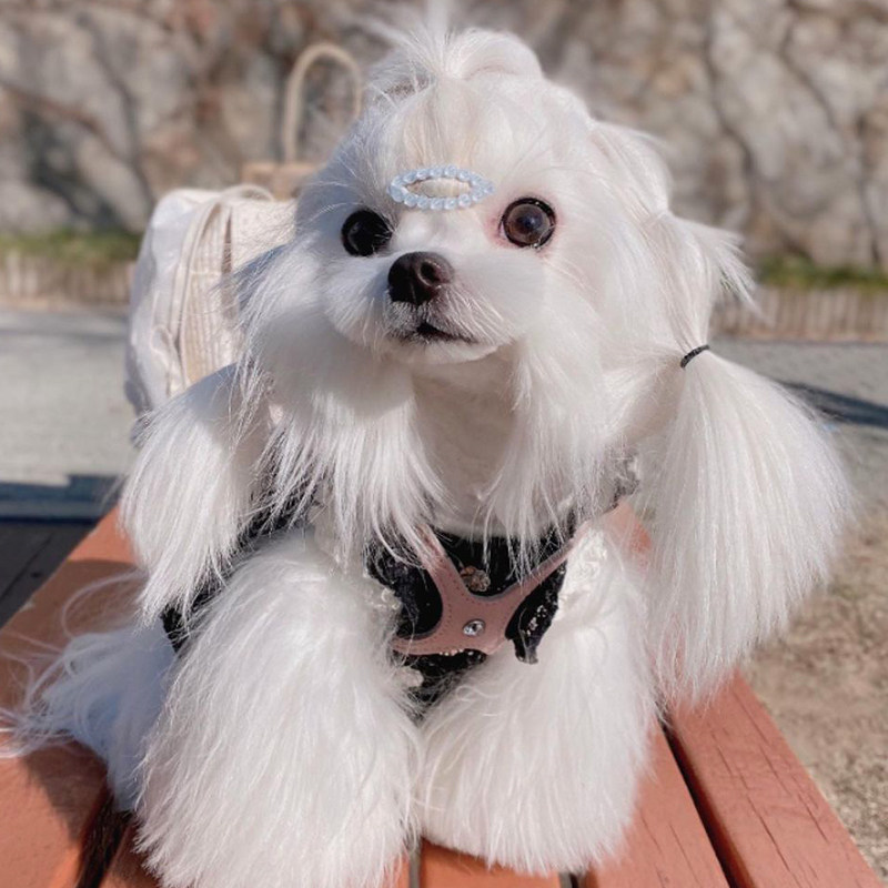 Buddy Belts Canada bb chest back pet leather vest traction pink Yorkshire Maltese