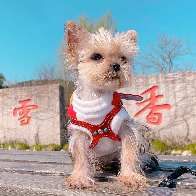 Buddy Belts Canada BB chest back Chinese red - limited panda real leather pet chest turquoise