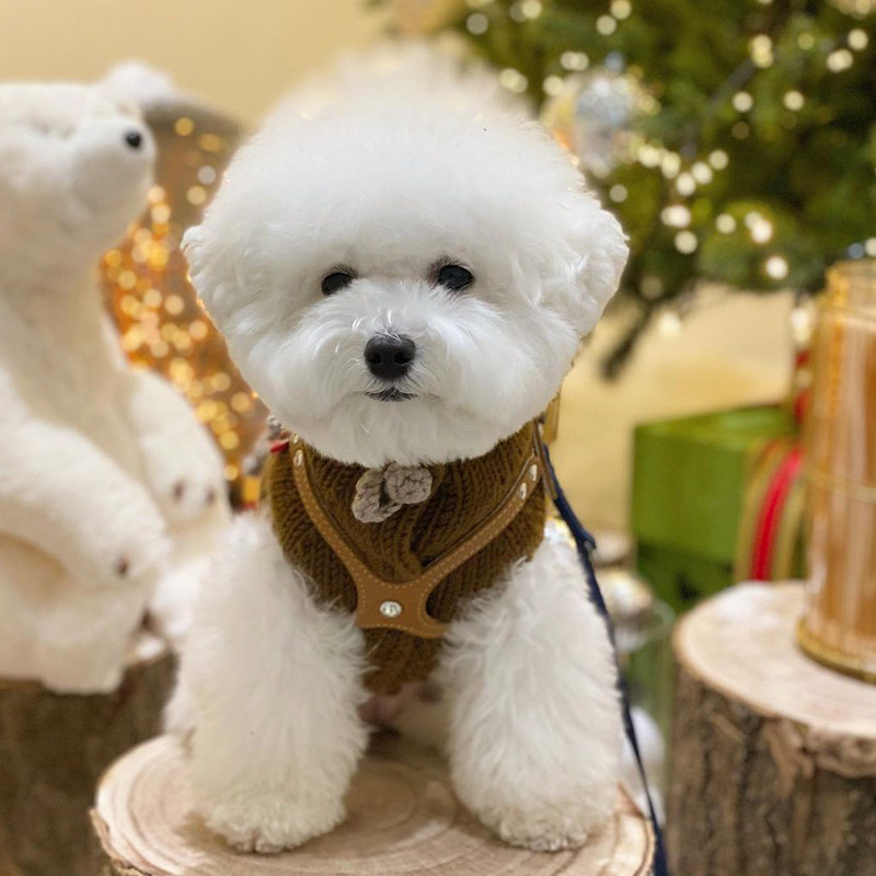 Buddy Belts Canada BB Chest Back Handmade Leather Pet Vest Traction Caramel Brown Corgi Shiba Inu