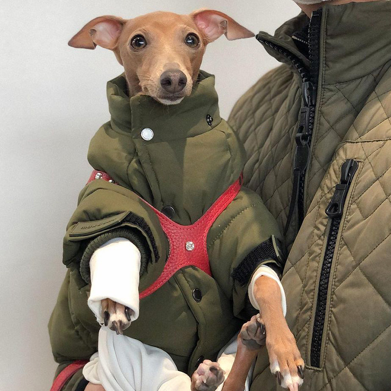 Buddy Belts Canada bb chest back pet leather vest type traction red Shiba Inu cat and dog general