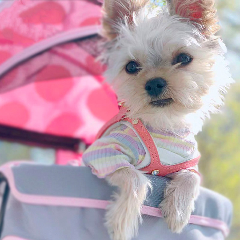 Buddy Belts Canada BB Chest Back Import Handmade Leather Pet Vest Type Tow Coral Powder