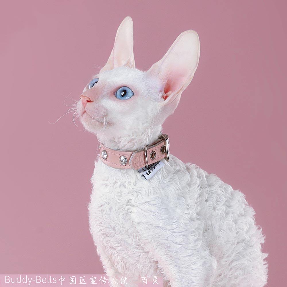 Buddy Belts Canadian bb cat dog leather collar soft collar teacup dog Yorkshire pony