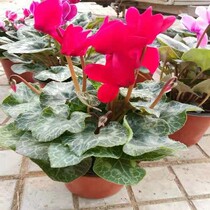  Cranes come to flower pots to plant cranes come to flower Cyclamen flowers and seedlings Cyclamen first Xianke comes to flower flowers potted flowers