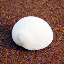 New natural conch shell White cat eye snail 3-6CM White Jade Snail Home platform aquarium decoration collection specimen