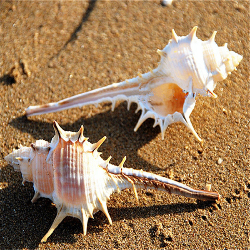 Natural Sea Snail Shells 8-10CM Bone Spirosfish Tank Building Shop Window Photography Terrace Decoration Pendulum DIY