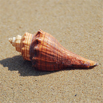 Natural shell conch red snail 3-10CM red incense snail water Family landscaping platform decorative ornaments specimen toys