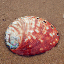 Imported rare Australian big abalone shell 15-17cm natural conch shell aquarium decorative ornaments collection gifts