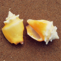 Golden boxing Phoenix snail 6CM gear rose snail natural conch shell aquarium landscaping home decoration ornaments specimen