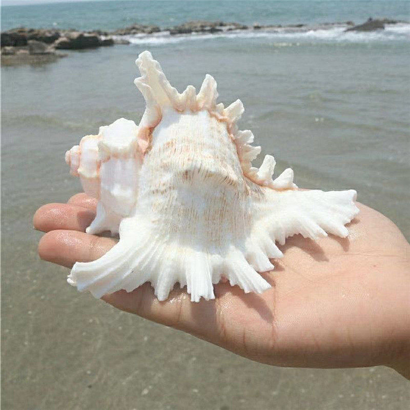 Natural shell sea snail thousands of hands snail fish tank Home Decorative Pendulum with fine gift specimen collection Filming Props-Taobao
