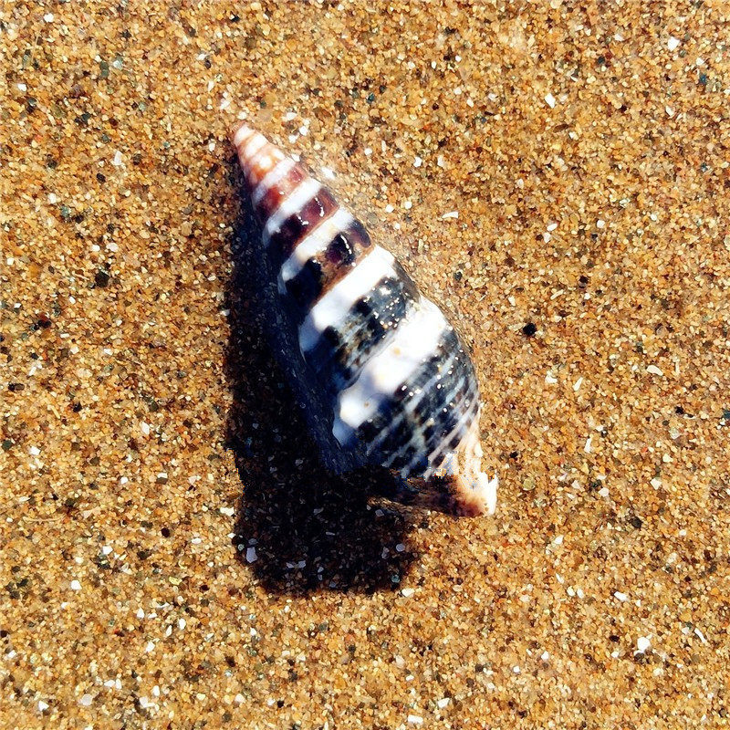 Natural Sea Snail Shells Black Textured Flowers Mouth Snail 2-3CM Fish Tank Building Terrace Decorate Rare Collection DIY20 Clothing