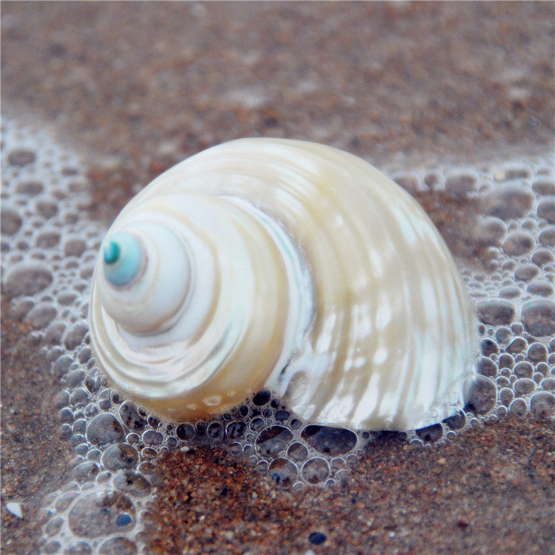 Polished silver mouth salamander 5CM natural conch shell hermit crab shell fish tank decoration ornaments toy collection specimen