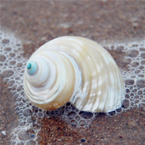 Polished silver mouth snail 5CM natural conch shell hermit crab shell aquarium decorative ornaments toy collection specimens