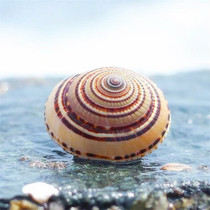 Natural shell conch 2-8CM straw hat snail wheel snail water Family platform decoration ornaments Wall collection DIY