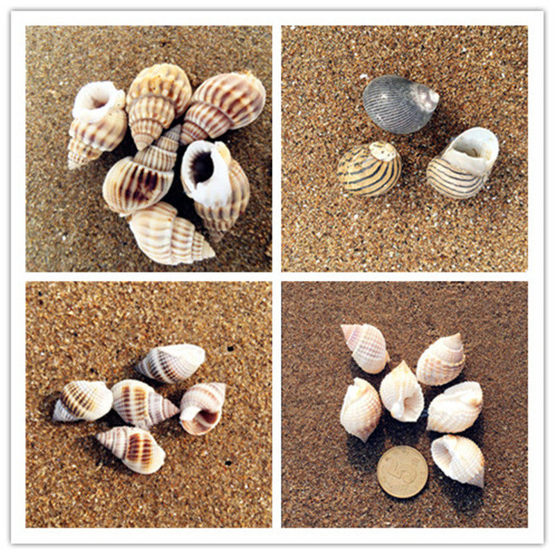 Small hemp screw thread screw 2-3CM natural conch shell fish tank landscaping shop floor decoration gift toy DIY