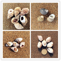 Small linen snail pattern snail 2-3CM natural conch shell aquarium landscaping floor decoration gift toy DIY