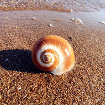 Natural conch shell 3-5CM jade belt cats eye snail water Family landscape decoration hermit crab roll fish shell DIY