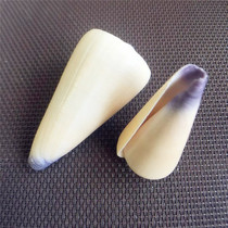 New scarce conch shell 4-8CM fairy Cono Water family ornaments gift collection specimen DIY