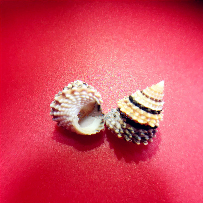 New Products Sea Snail Shells Scarce Import Pocket Jade Chestnut Snail 2CM Fish Tank Decorative Pendulum Specimen Collection Presents