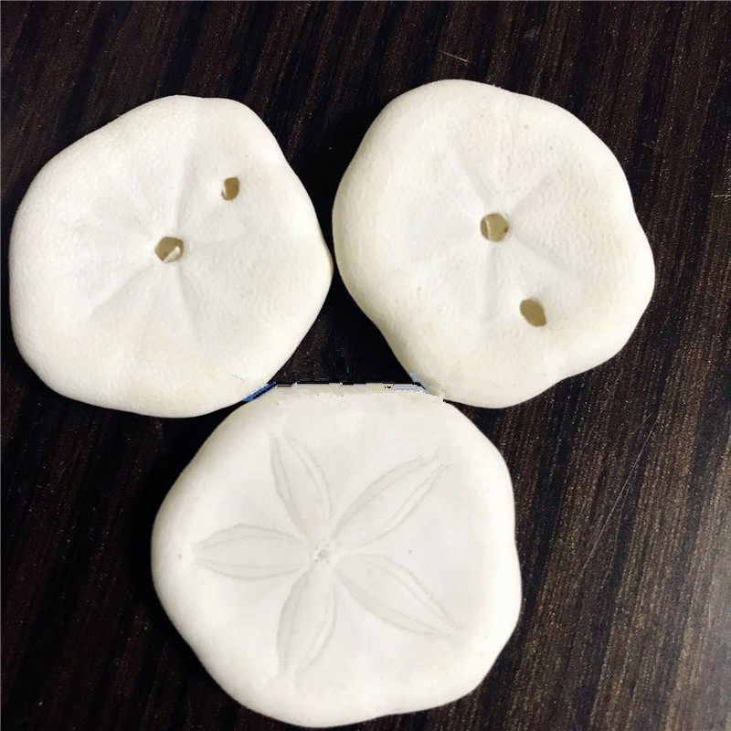 Natural conch shells, white sea money, sand money, sea urchins, micro-landscape landscaping, wall stickers, platform decoration, shooting props