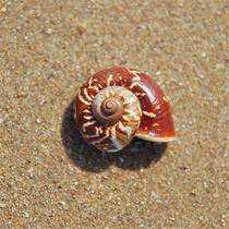 Sea snail snail 3CM scarce natural exquisite conch shell water Family Creative Gift Collection specimen toy