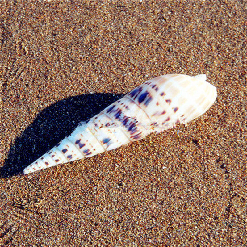 Large Bamboo Shoots 11CM Natural Shells Sea Snail Fish Tank Home Decoration Pendulum Wedding Pendulum Table Collection Gift DIY