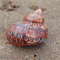 Bone snail 4-6CM cats eye salamander snail natural shell conch Aquarium landscaping decorative ornaments Crab shell specimen toy