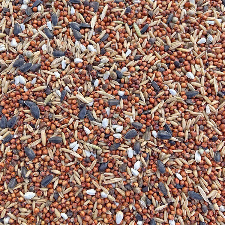 Pigeon dove grain pigeon feed pigeon without corn - free pea pigeon grain