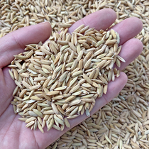 Rice pigeon feed High quality rice pigeon food Corn pigeon food Special rice carrier pigeon feed 1 kg