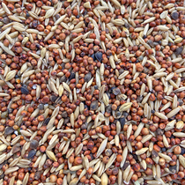 Young pigeon turtledove grain pigeon feed Corn-free pea-free pigeon food 500g