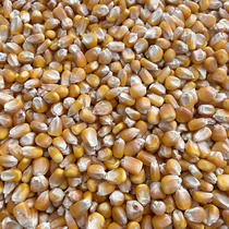 Pigeon grain corn pigeon feed letter viewing ornamental pigeon food chicken duck goose fish bait bird food corn 50kg