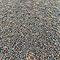 Rapeseed bird feed Parrot Hibiscus bird Jade bird bird bird text bird Canary bird food pigeon food one piece=5 pounds