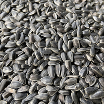Raw black pearl small melon seeds Sunflower seeds oil sunflower seeds Parrot bird food Hamster snack Bird food Pigeon food 5 pounds