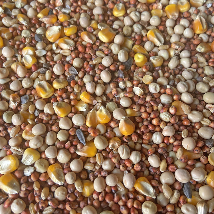 5 pounds of corn pigeon grain - race feed bird feed bird food pigeon to watch pigeon grain