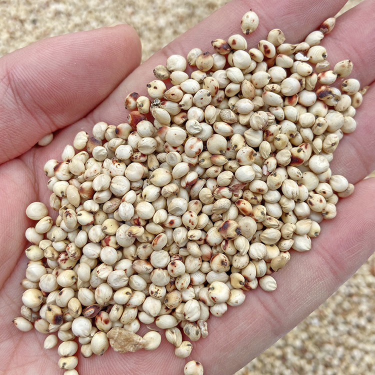 Shelled white sorghum parrot bird eat hamster zero pigeon feed pigeon ornamental pigeon grain 500g