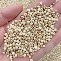 Shelled white sorghum Parrot bird eating hamster zero pigeon feed racing pigeon ornamental pigeon grain 500g