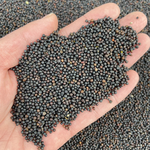 Rapeseed seed pigeon food Tiger skin Peony parrot Hibiscus bird Jade bird bird food Winter bird 500g