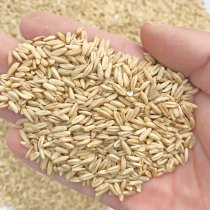 Oatmeal Parrot Bird food pigeon feed pigeon ornamental pigeon ornamental pigeon 50 Jin Zhejiang Shanghai Anhui