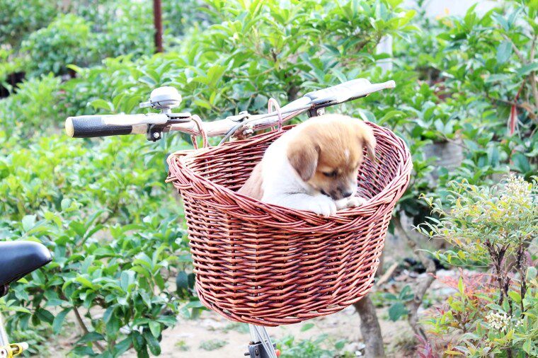Panier pour vélo en vigne - Ref 2257523 Image 28