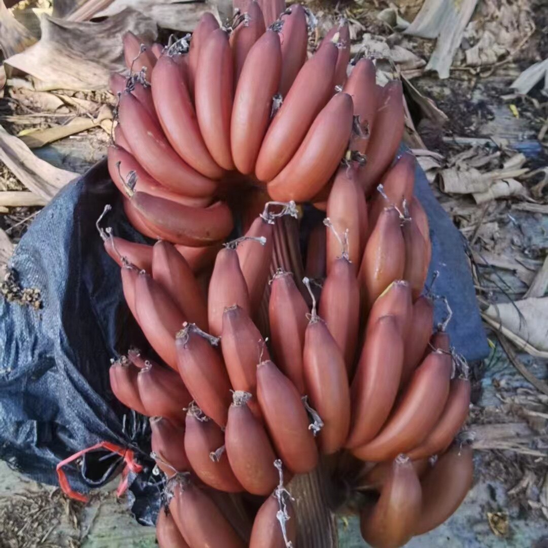 六托农场