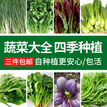 Vegetable seed vegetable garden balcony potted pepper eggplant cucumber lettuce tomato bean coriander melon vegetable seed