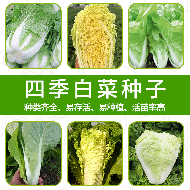 Cabbage seed seeds full of fresh fast vegetables cabbage moss seedlings small big butter cabbage heart early ripening four seasons vegetables