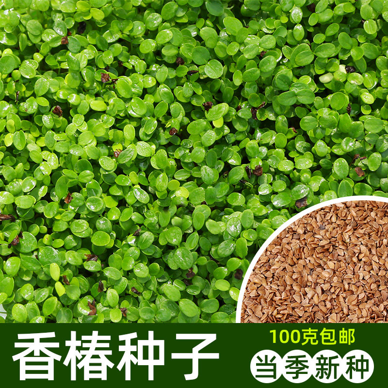 Toon seed seed seed seed four seasons red oil Toon sapling sprout vegetable fragrant spring sprout seed relict hydroponic planting toon tree species