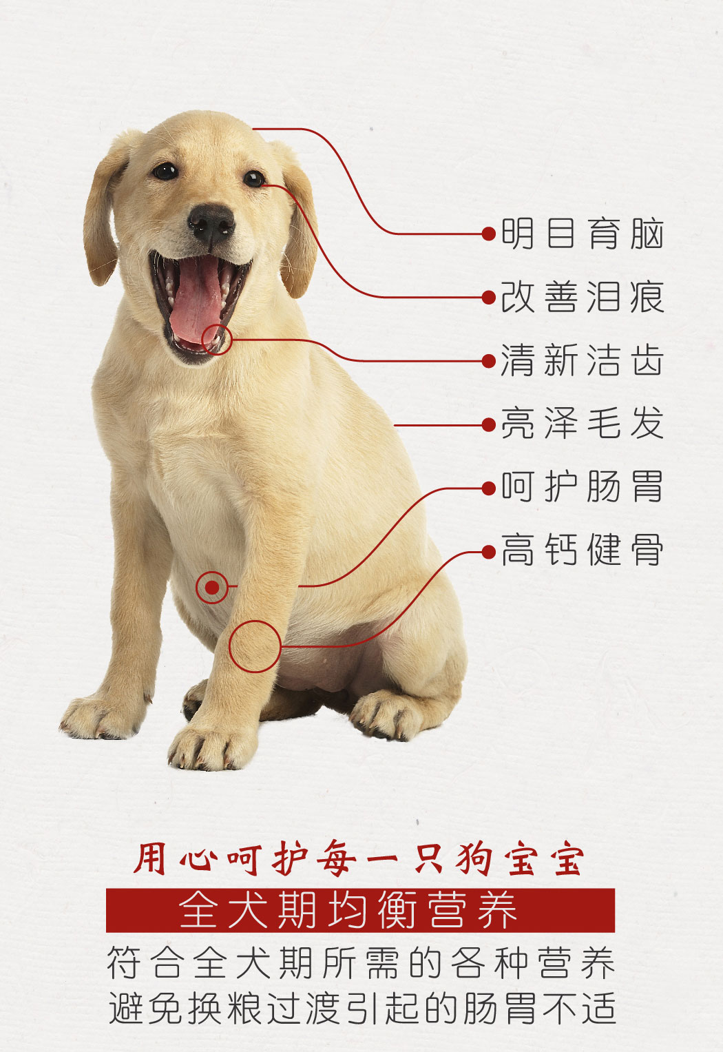 Pet big St. Teddy dog ​​thức ăn cho chó con chó nhỏ thức ăn cho chó Bomei hơn Xiong Keji để xé rách thức ăn cho chó nói chung 4 kg - Chó Staples thức ăn chó